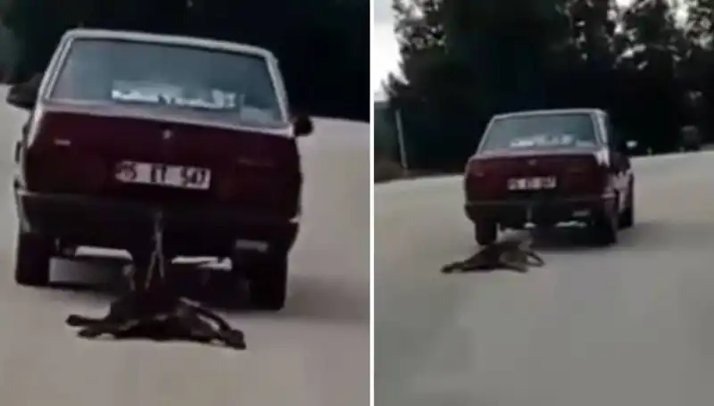 : Otomobilin Arkasına Bağlanan Köpeğin Trajik Yolculuğu