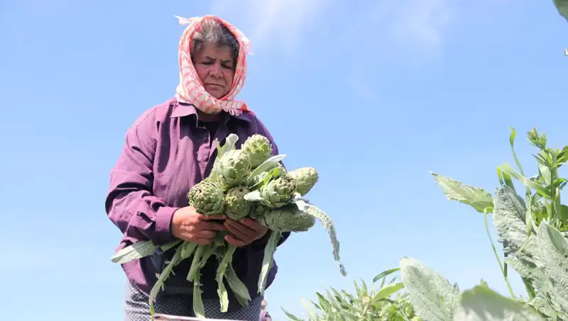 Taze Sebzelerin Yükselişi: Tezgah Fiyatları Neden 50 TL'ye Ulaştı?