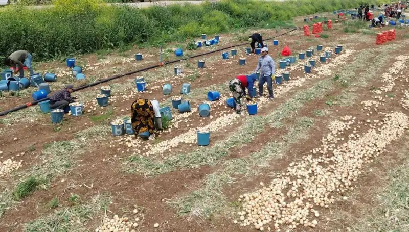 Soğan Hasadı Başladı: Fiyatlarında Çarpıcı Düşüş Yaşanıyor