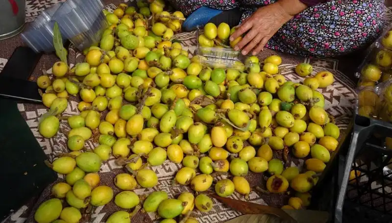 Muşmula Hasadı Başladı: Fiyatı ve Yüzde 300 Artış ile İlgili Detaylar
