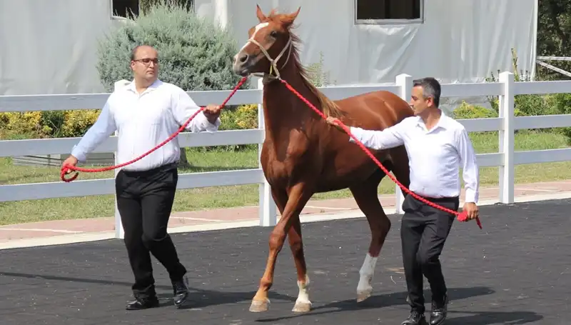 Taşkın Kral: Rekorlarla Dolu Bir Efsanenin Hikayesi