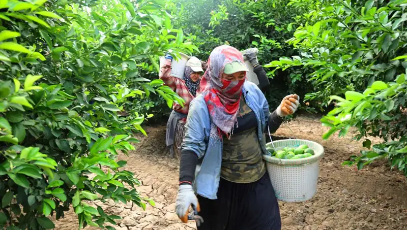 Market Fiyatlarında Şok Düşüş: Sebze-Meyve Hasadı Başladı!