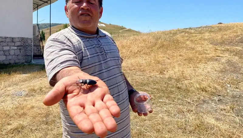 Sivas'ta Görülen Tehlikeli Böceğin Öldürülmesi 557 Bin TL Cezaya Mal Olabilir!