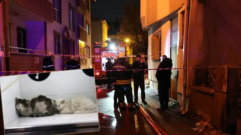 Evde Çıkan Yangında 26 Kedi Hayatını Kaybetti: Şok Edici Olay