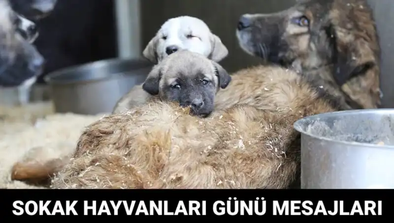 Dünya Sokak Hayvanları Günü: Hayvanları Kurtarmak İçin Farkındalığı Artırma Zamanı