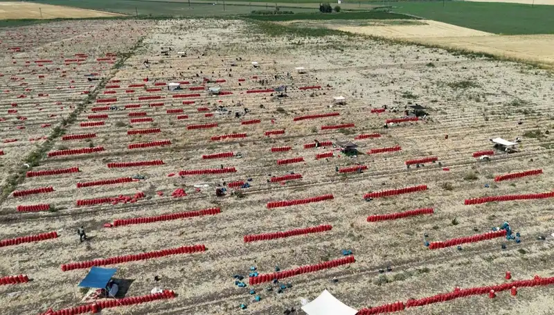 Tarlada Ürün Fiyatlarında Şok Düşüş: 40 Derecelik Sıcaklıkta Tarım Zorlu Mücadele