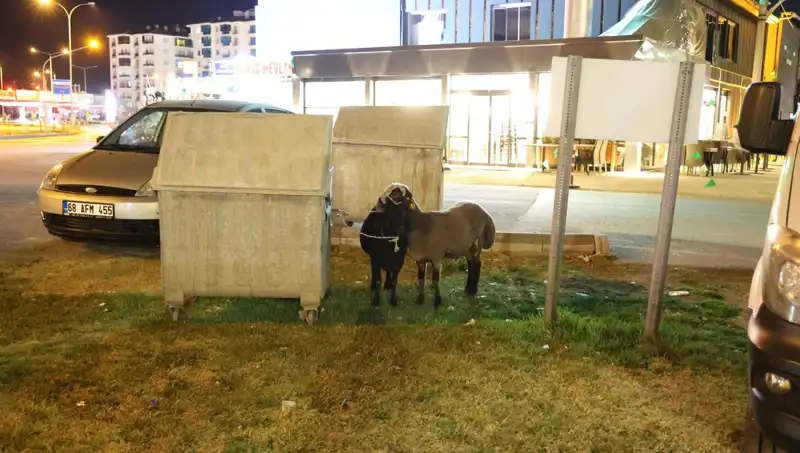 Yolda Bulunan "Mor Karaman" Koyunları: Sahipleri Tarafından Terk Edildi mi?
