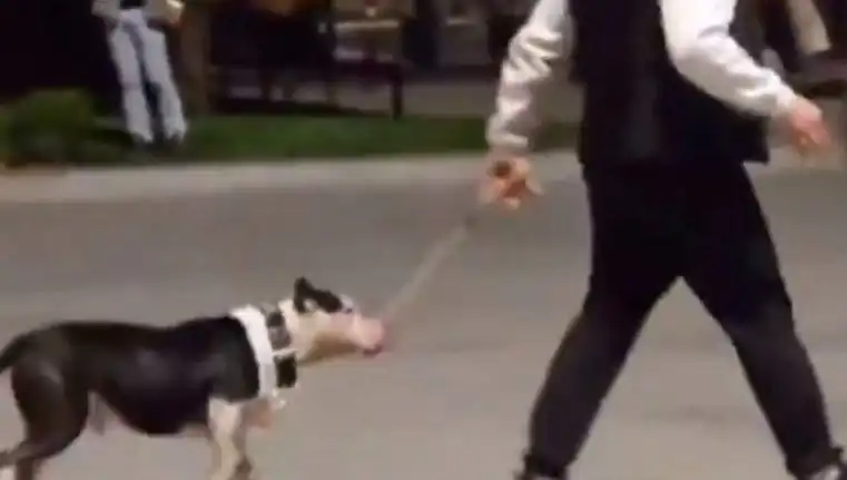 Ağızlıksız Pitbull, Parkta Dehşet Saçtı: Sahibine Ciddi Para Cezası Verildi