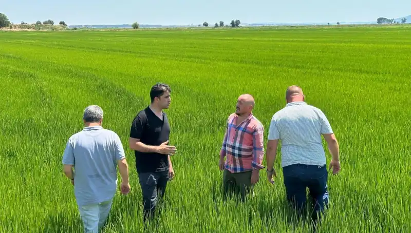Çeltik Tarlaları: Yeşil Deniz Olarak Görüntülenen Rekor Hasat Beklentisi