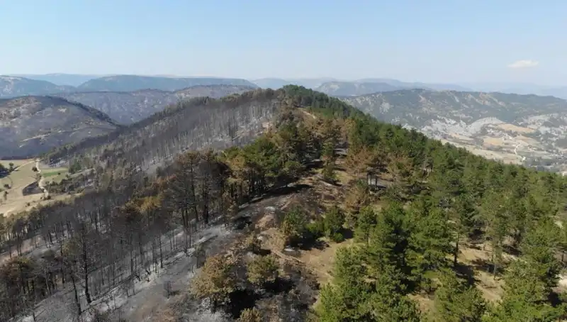 Bolu'da Doğaya Buluşma: 5 Milyon Fidan Toprakla Buluşuyor