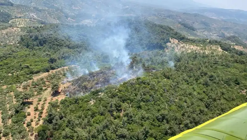 Aydın’da Orman Yangını: Doğa Kayıpları ve Kurtarma Çabaları