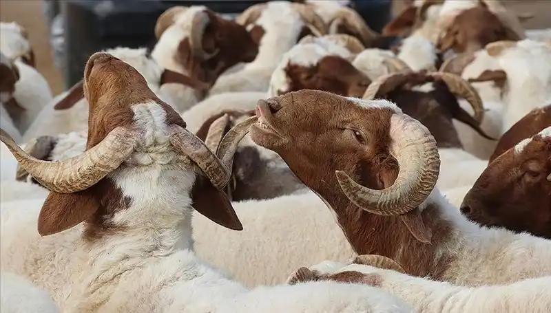 Akika Kurbanı Nedir? Kesim Zamanı ve Yenmesi Hakkında Bilgiler