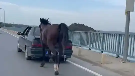 Adana'da Bir Ata Eziyet Eden Kişi Tutuklandı!