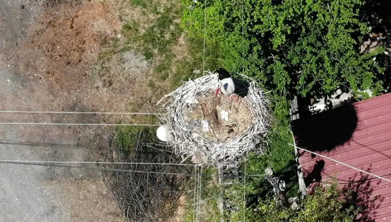 Baharın Müjdecisi: 22 Yıldır Aynı Yuvada Dönüş Yapan Kuş Türü