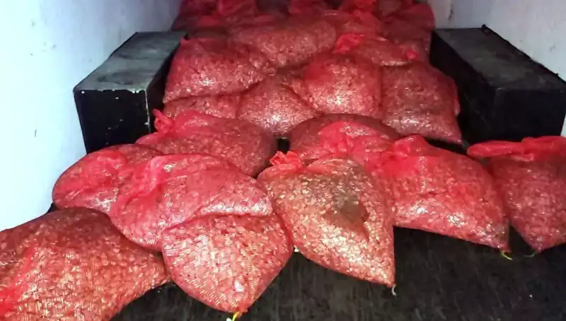 Samsun'da Şok! 1,5 Ton Kaçak Midye Ele Geçirildi