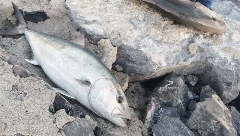 Oltayla Yakaladığı Dev Balık, Kısa Sürede Yüksek Fiyata Gitti!