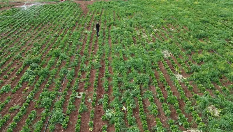 Marul Hasadında Kuraklık Krizi: Çiftçiler Zor Durumda!