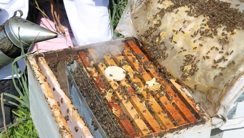 Genç Arıcı, Ata Mesleğini Yaşatıyor: 800 Kovanla Dünya’ya Bal Satışı