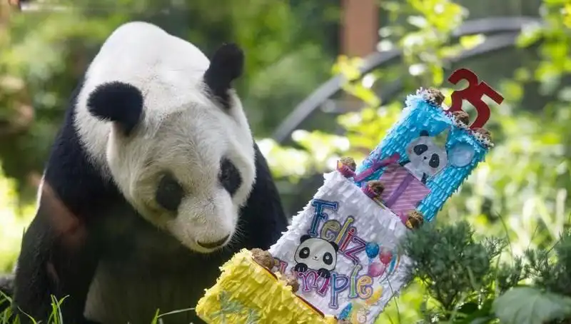 Dev Panda Xin Xin, 35. Yaşında Kardeşlik ve Sevgiyle Anıldı