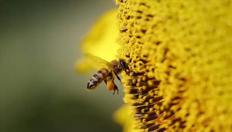 Arı Ölümlerinin Nedenleri: Kır Çiçeklerinde Saklı Zehir mi Var?