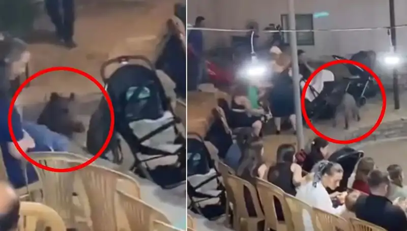 Düğün Törenine Yaban Domuzu Saldırısı: Şaşkınlık ve Panik Hakim Oldu!
