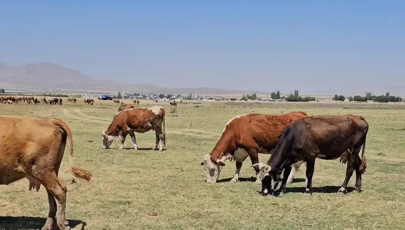 Arin Gölü Kuruyor: Su Sıkıntısı Bölgedeki Yaşamı Tehdit Ediyor