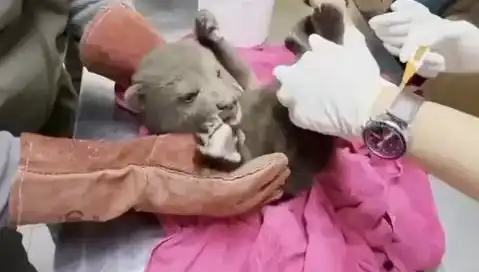 Karabük’te Sevimli Yavru Bozayı Kurtarıldı: Doğanın Kucağına Döndü