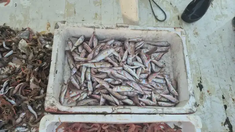 Denizden Gelen Tazelik: Limanda Taze Balık Satışının Hikayesi