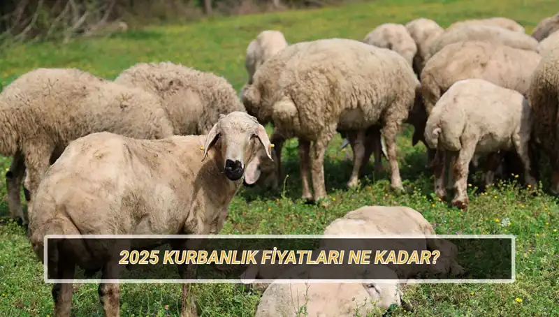 2025 Kurbanlık Fiyatları Ne Olacak? Büyükbaş ve Küçükbaş Hayvanlarda Son Durum