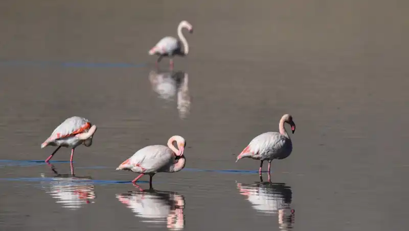 Kuş Cenneti Kuraklıkla Sarsıldı: Flamingoların Sayısı Neden Düşüyor?