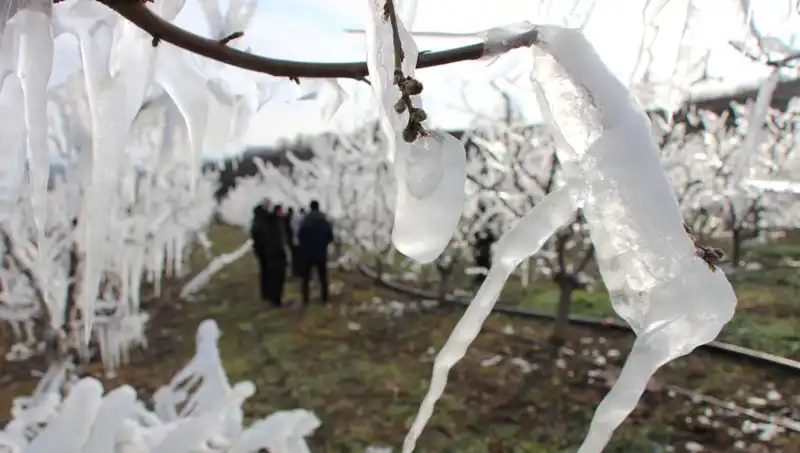 Soğuk Hava Mücadelesinde Ağaçlar Yeniden Canlanıyor: Çiçek Açmanın Sırları
