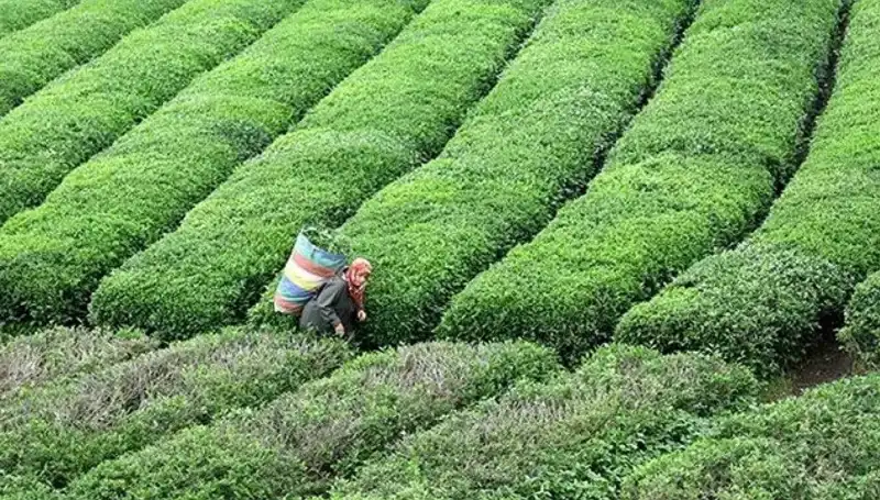 ÇAYKUR Bayramda Yaş Çay Alımına Devam Ediyor: Çiftçilere Destek Geldi