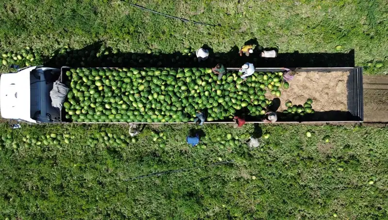 Bafra Ovası'nda Karpuz Hasadı: 94 Bin 500 Ton Rekolte Bekleniyor!