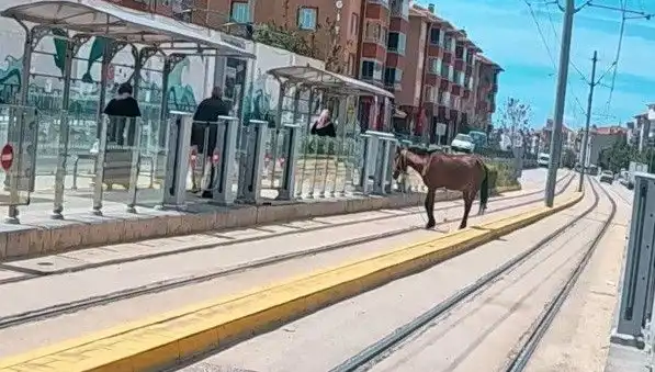 Eskişehir Tramvay Raylarında Şaşkınlık Yaratan Başiboş At Görüntüleri