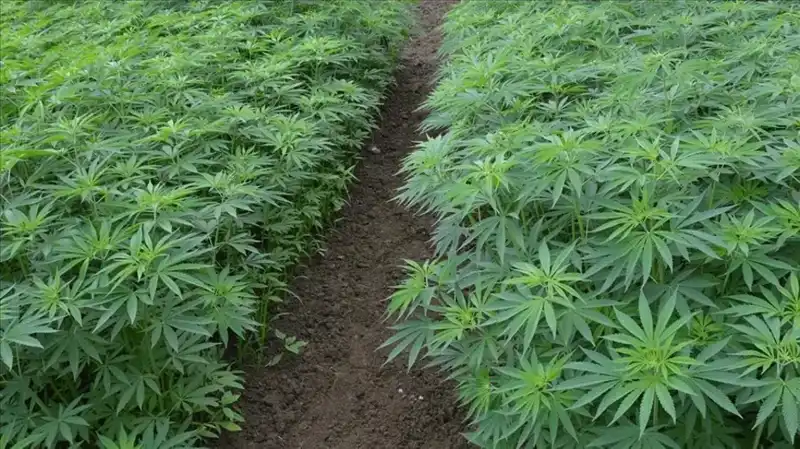 Kenevir Yetiştiriciliğinde Tarihi Adım: 21 İlde Üretime Onay Verildi