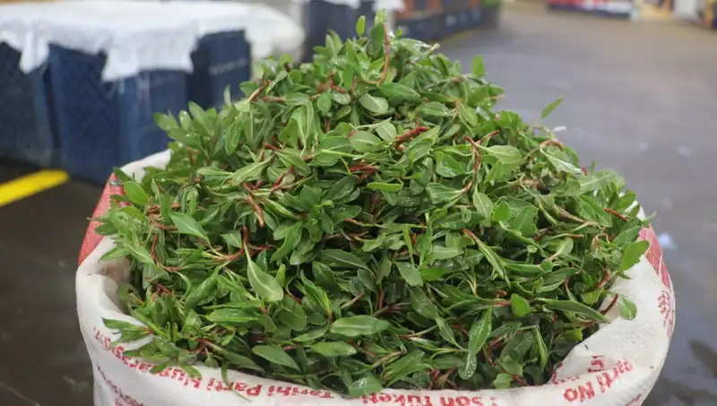 Doğada Ücretsiz Olan Şifalı Bitki, Pazarda 150 TL'ye Satılıyor