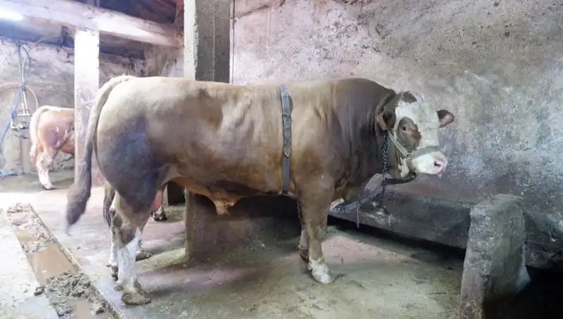 Tam 1 Ton 200 Kilo! Alıcısını Buldu, Fiyatı Şaşırttı