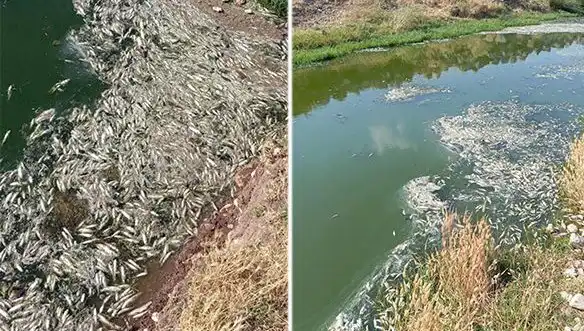 Karasu Çayı’ndaki Balık Ölümleri: Çevresel Tehditler ve Sebepleri Araştırılıyor